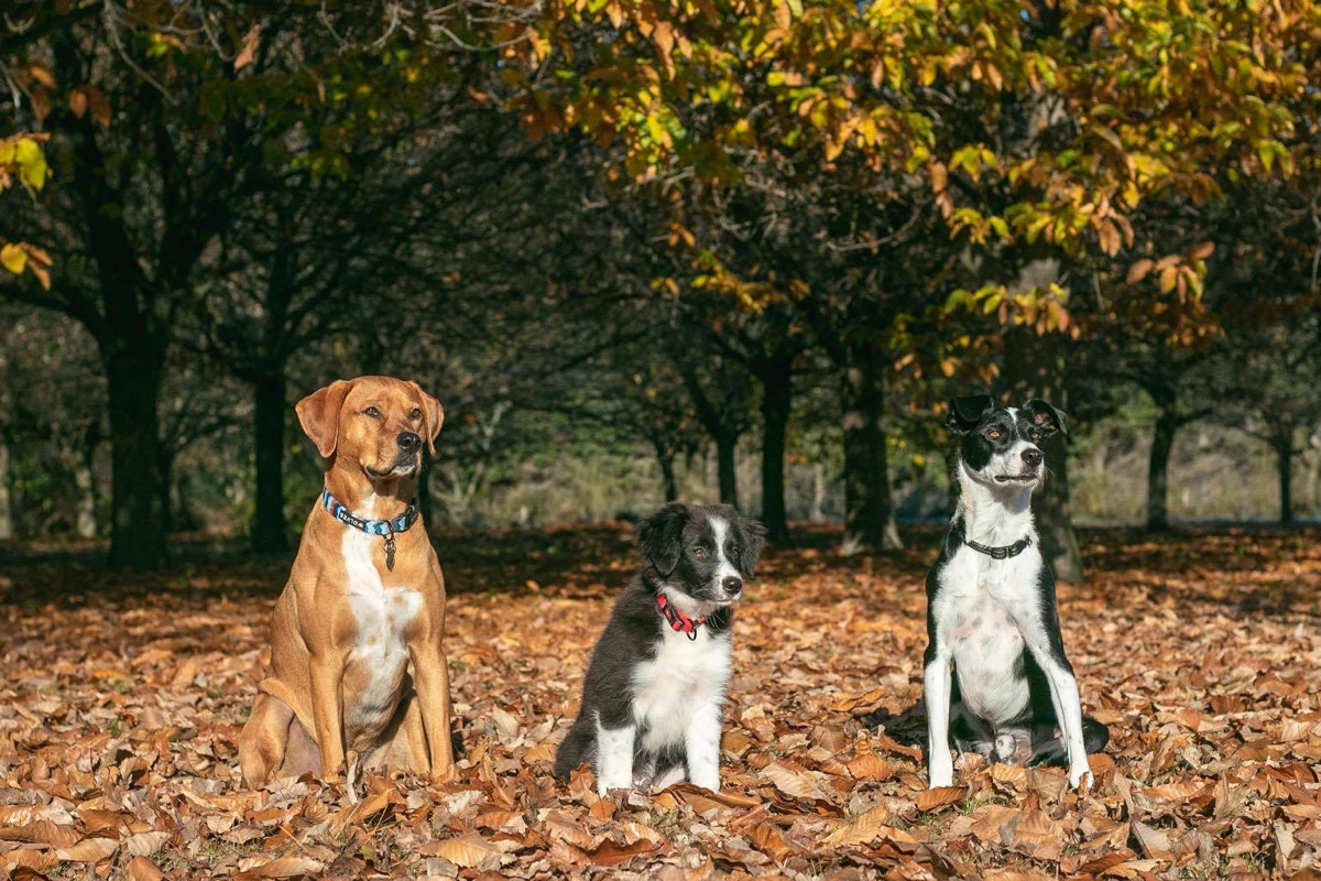 Therapy dogs playing
